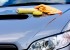 Cuida la pintura de tu coche aplicándole cera