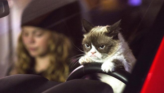 Sigue estos consejos si tienes pensado viajar con gatos Sigue estos consejos si tienes pensado viajar con gatos
