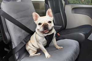 Cómo limpiar la tapicería de tu coche si viajas con mascotas | Sibuscascoche.com