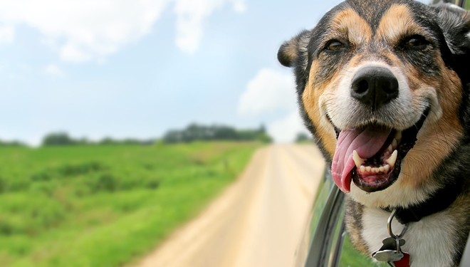 Cómo limpiar la tapicería de tu coche si viajas con mascotas