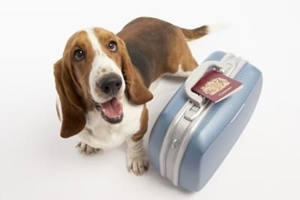 Cómo limpiar la tapicería de tu coche si viajas con mascotas | Sibuscascoche.com