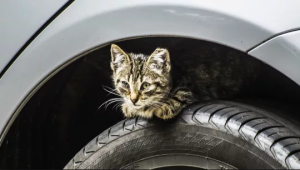 Gatos en el coche