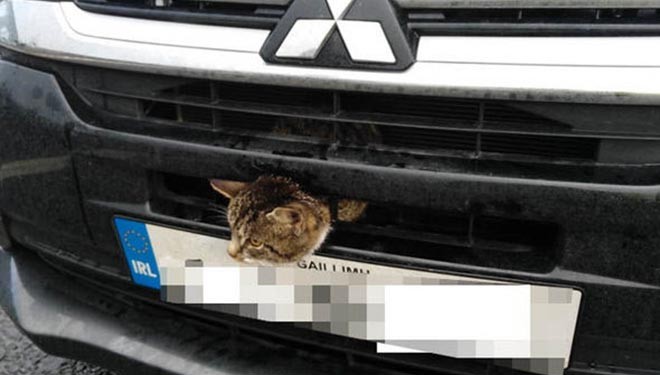 Golpear el capó de tu coche salva vidas Golpear el capó de tu coche salva vidas