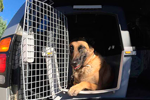 arnes perros, transportín, mascotas