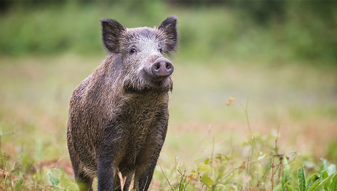 Aumentan los accidentes de vehículos con animales