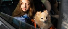 ¿Viajas con el perro suelto cuando vas en coche?